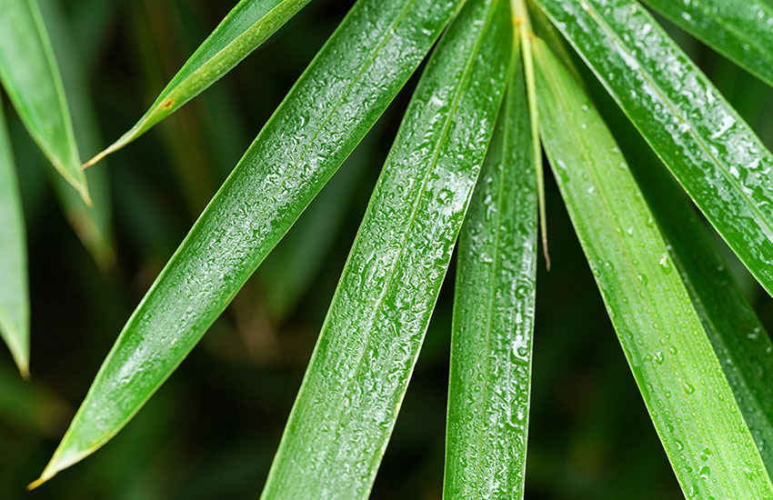 Lợi ích của vải tre (sợi)