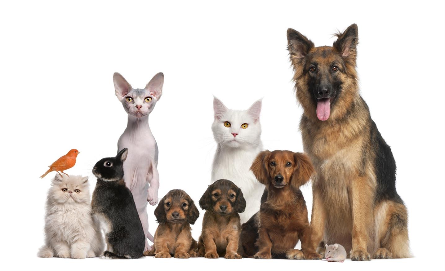 Cách sử dụng Pet Pad đúng cách cho chó con và mèo con