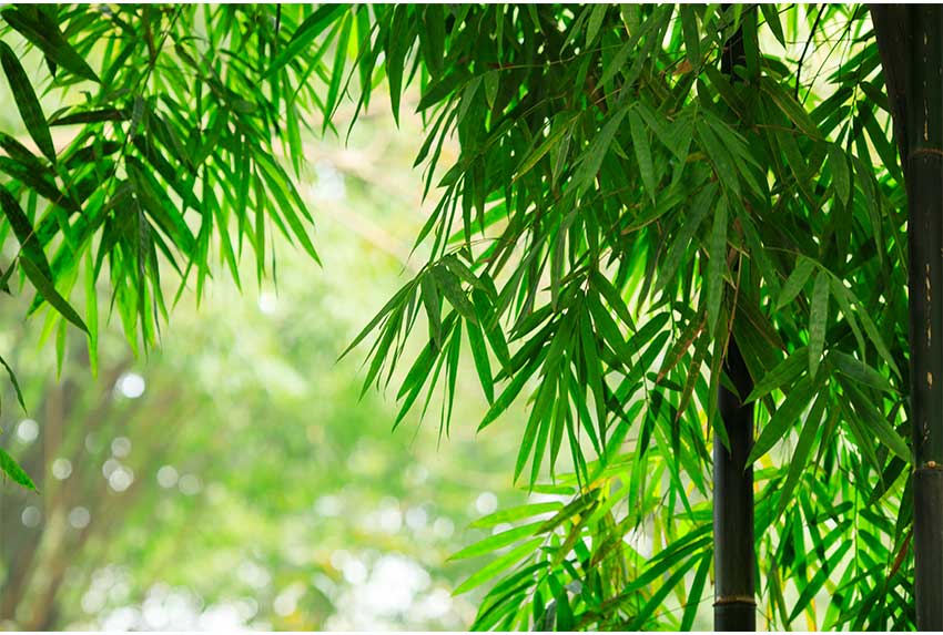 Các lựa chọn thay thế tốt nhất cho khăn lau ướt: các lựa chọn thân thiện với môi trường mà bạn cần biết