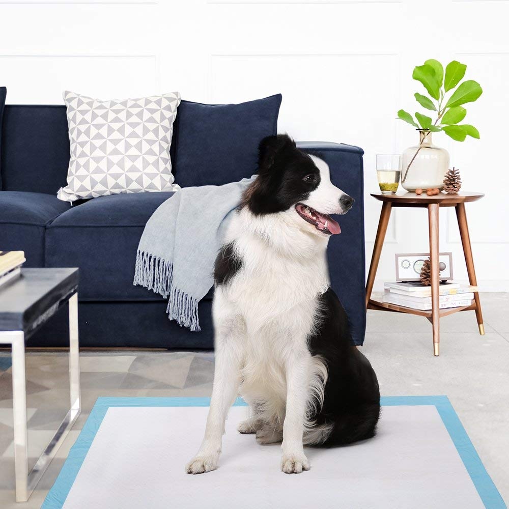 Kiến thức sử dụng miếng lót tiểu cho chó